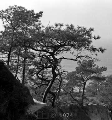 B/W photo: a Torrey Pines State Reserve trail - Embedded text: 1974