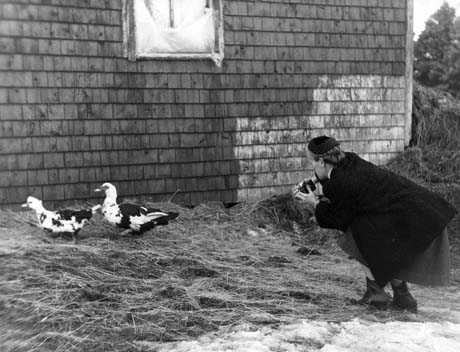 grayscale photograph: barnyard scene of photographer photographing ducks