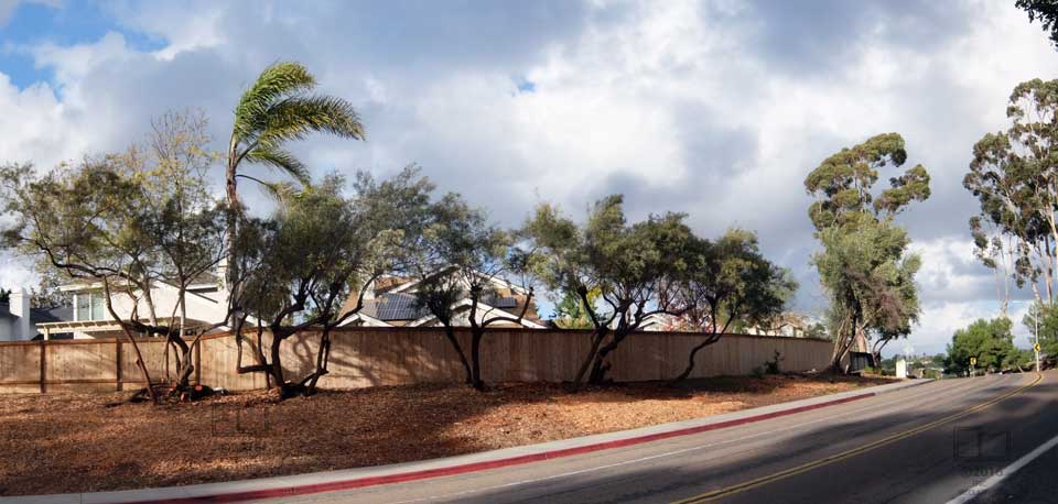 Blustry sky, wind bowed trees and brushless groud between sidewalk and property fences, viewed from accross roadway