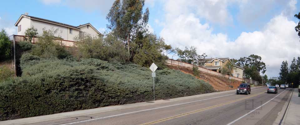 Greater than head high brush/vegetation along sidewall on other side of trafficed roadway