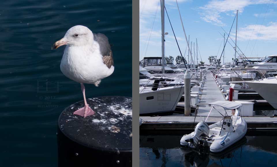 Two panes: Seagull on one foot and skiff moored in a marina