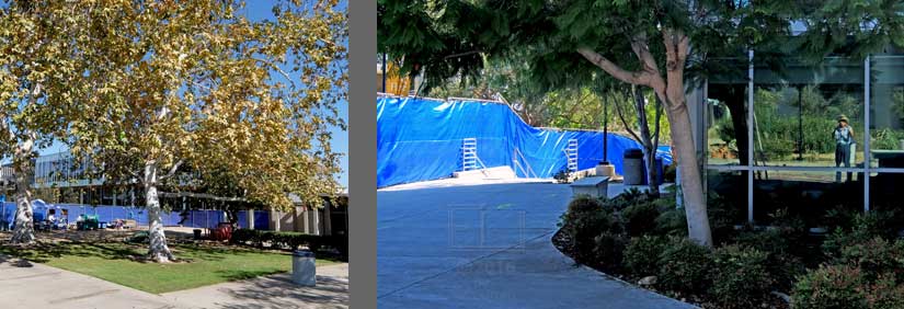 2 pics: Tree with changing eaves on grass lawn - Fencing and Walkway to Mesa College Circle with photographer reflected in G building window