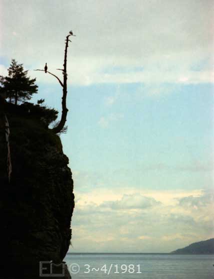 Color photo: Portrait view of birds perched on a cliff side tree stump over water - Embedded text: 3~4/1981