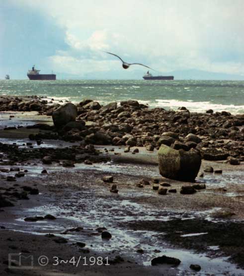 Color photo: Portrait view of a gliding seagull over a rock strewn beach with freighters on the horizon - Embedded text: 3~4/1981