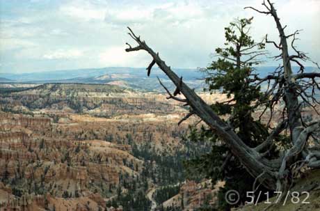 Color photo: Live and dead trees in foreground with Bryce Canyon landscape as backdrop - Embedded text: 5/17/82