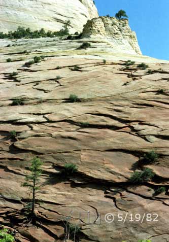 Color photo: Tree growing on sandstone cliffside - Embedded text: 5/19/82