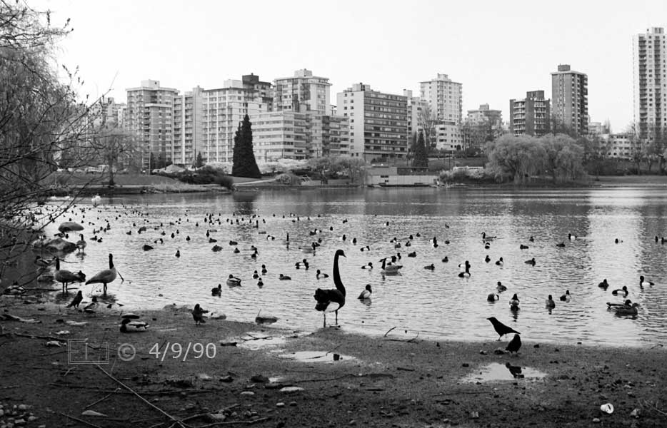B/W photo: View of many birds on water and Vancouver high-rises on opposite shore - Embedded text:4/9/90