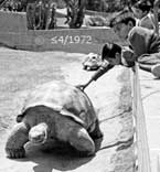 B/W photo: Large Tortise and Children