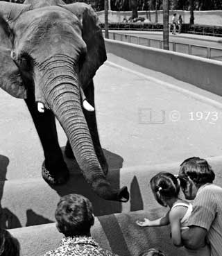 B/W photo: Tourists feeding elephant peanuts - Embedded text: 1973