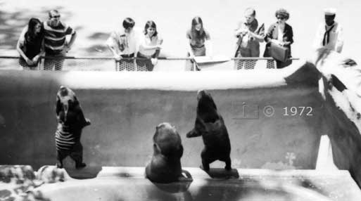 B/W photo: Bears performing for tourists - Embedded text: 1972