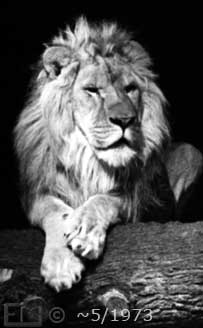B/W photo: Lion - Embedded text: 1/1973