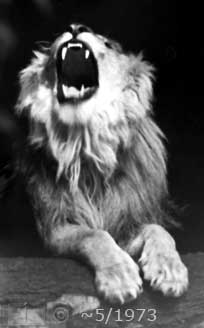 B/W photo: Lion yawning - Embedded text: 1973