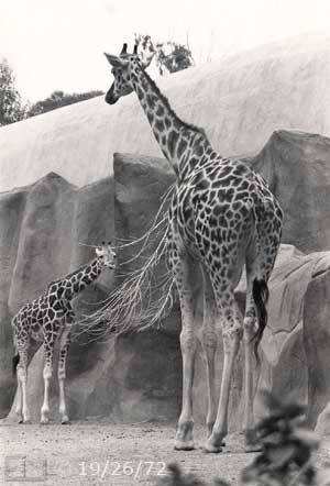 B/W photo: Giraffes - Embedded text: 11/23/72