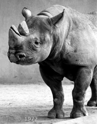 B/W photo: One Rhinoceros - Embedded text: 11/15/73