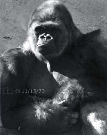 B/W photo: Gorilla - Embedded text: 11/15/73