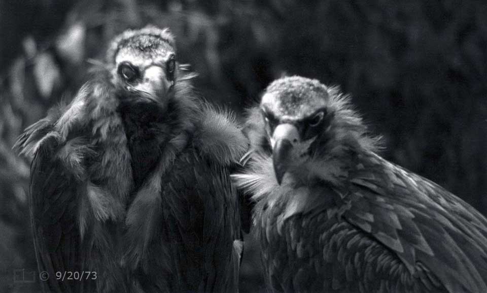 B/W photo: 2 Vultures - Embedded text: 9/20/73