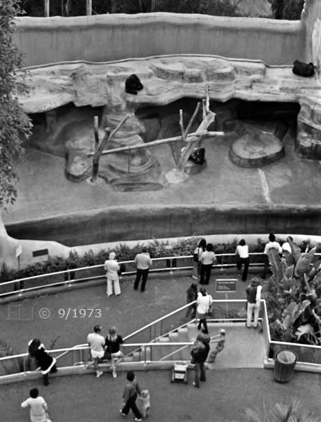 B/W photo: Ape exhibit viewed from skyride - Embedded text: 9/1973